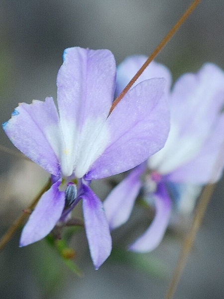 Image of Lobelia kalmii