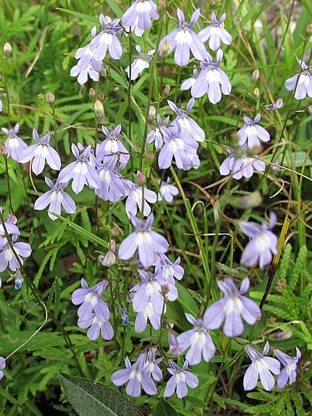 Image of Lobelia kalmii