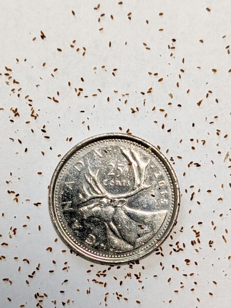 Image of Lobelia siphilitica