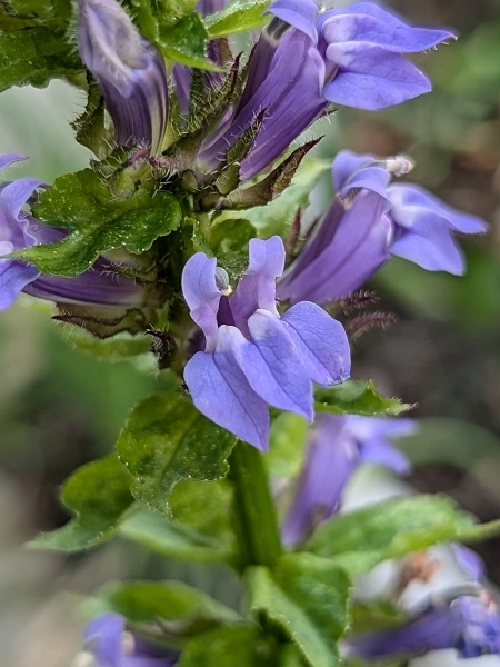 Image of Lobelia siphilitica