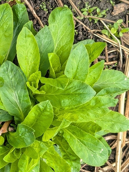 Image of Lobelia siphilitica