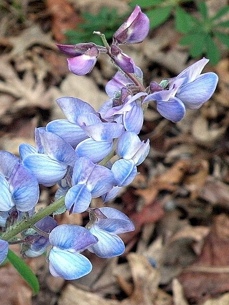 Image of Lupinus perennis