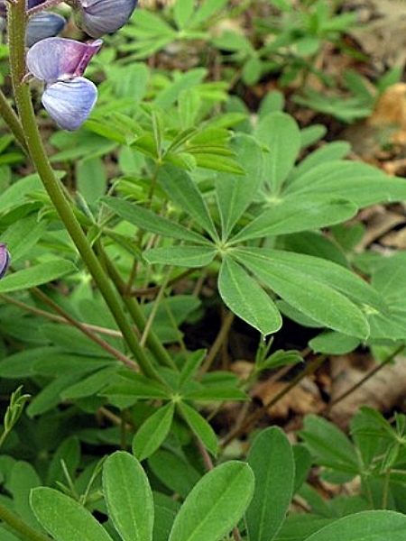 Image of Lupinus perennis