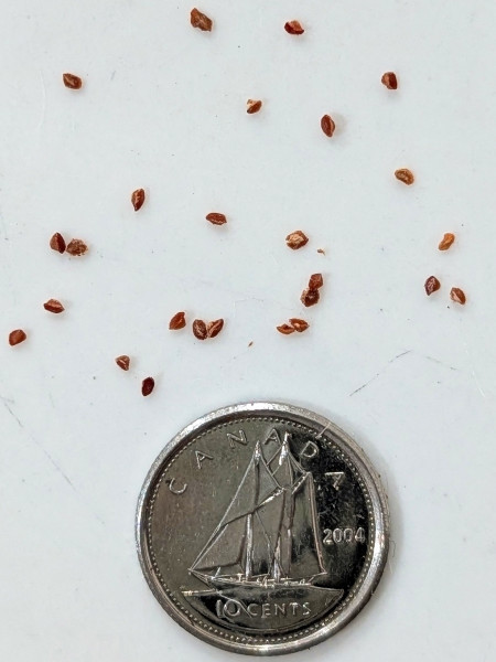 Image of Lysimachia ciliata