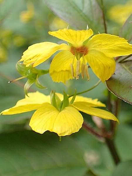 Image of Lysimachia ciliata