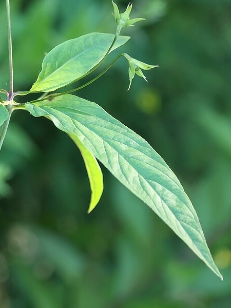 Image of Lysimachia ciliata