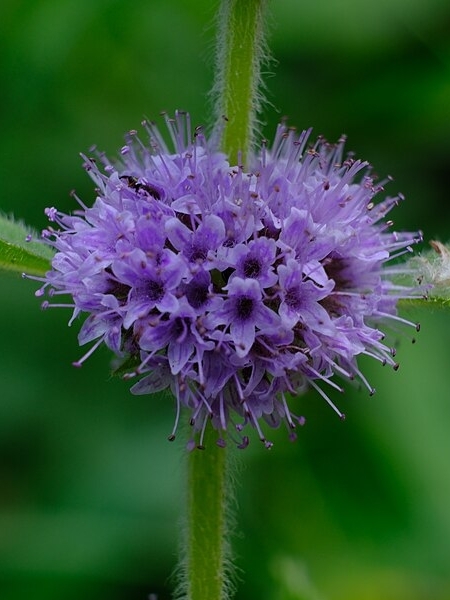 Image of Mentha canadensis