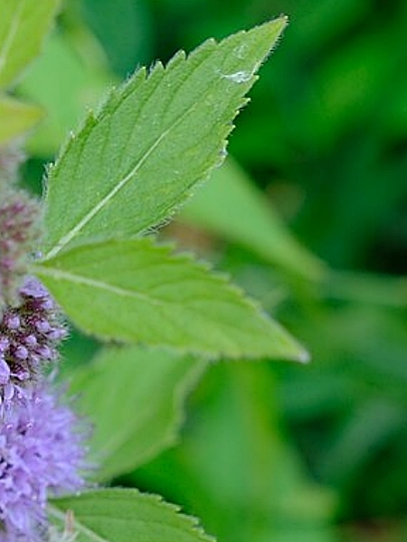 Image of Mentha canadensis