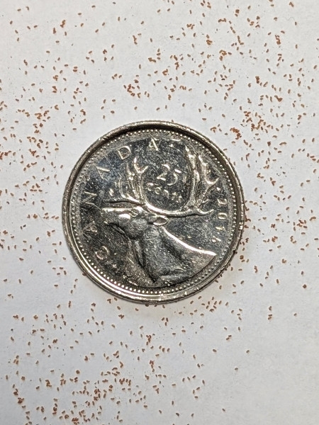 Image of Mimulus ringens