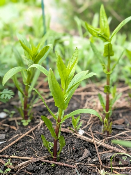 Image of Mimulus ringens