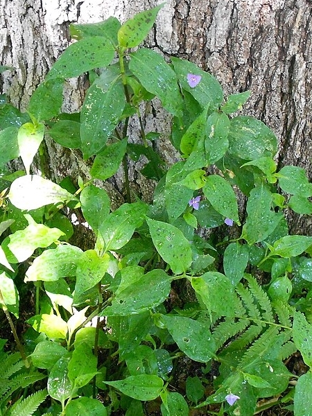 Image of Mimulus ringens