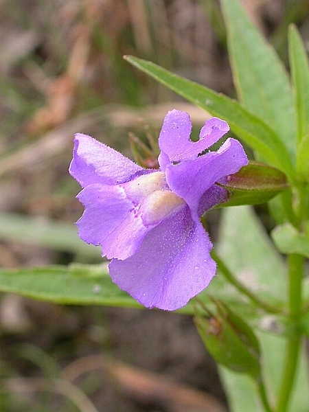Image of Mimulus ringens