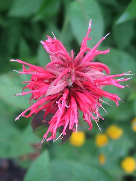 Image of Monarda didyma