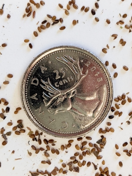 Image of Monarda fistulosa