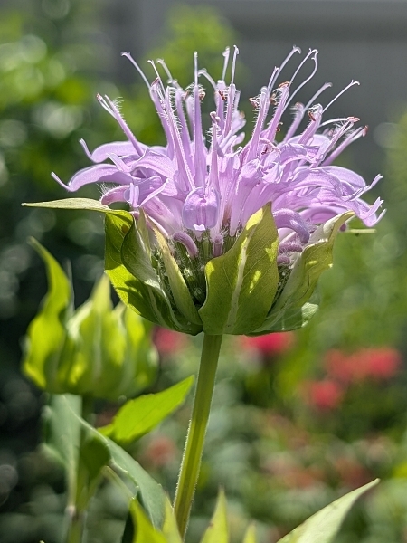 Image of Monarda fistulosa