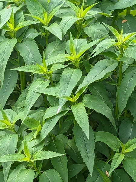 Image of Monarda fistulosa