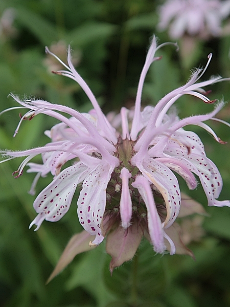 Image of Monarda punctata