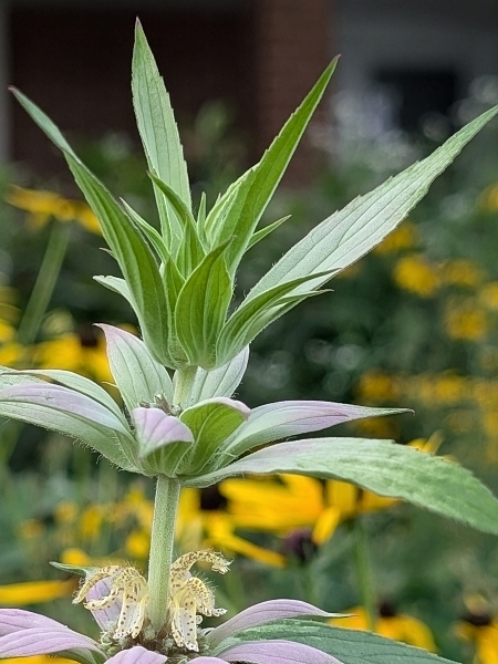 Image of Monarda punctata