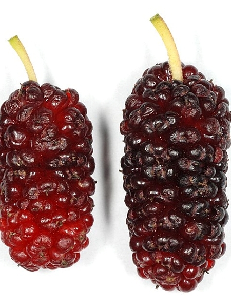Image of Morus rubra