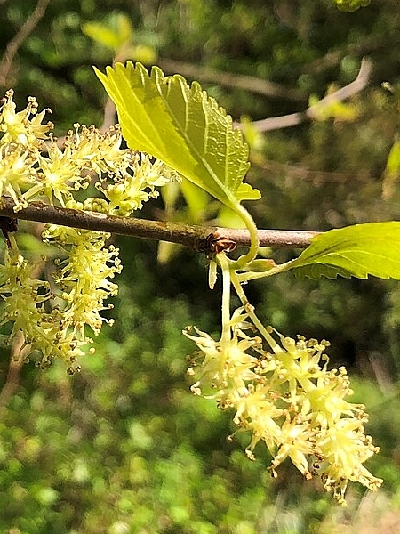 Image of Morus rubra