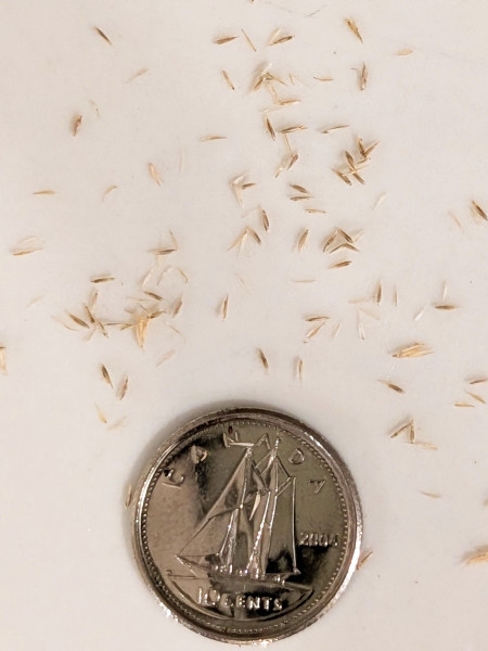 Image of Muhlenbergia mexicana