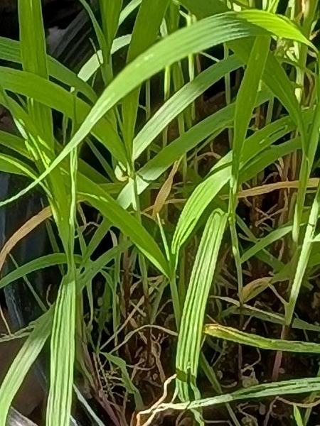 Image of Muhlenbergia mexicana