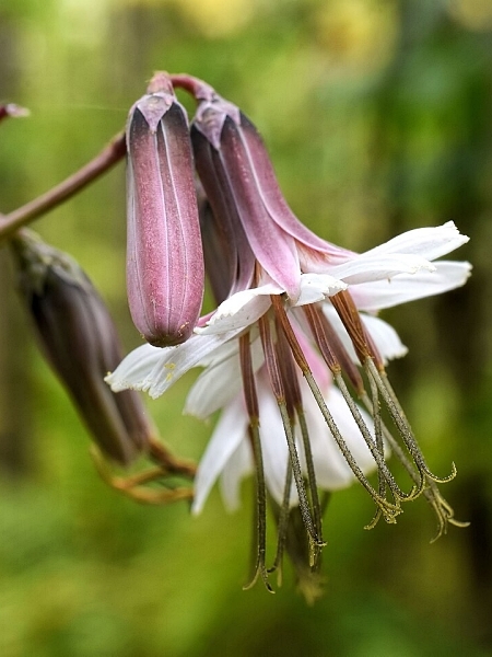Image of Nabalus albus