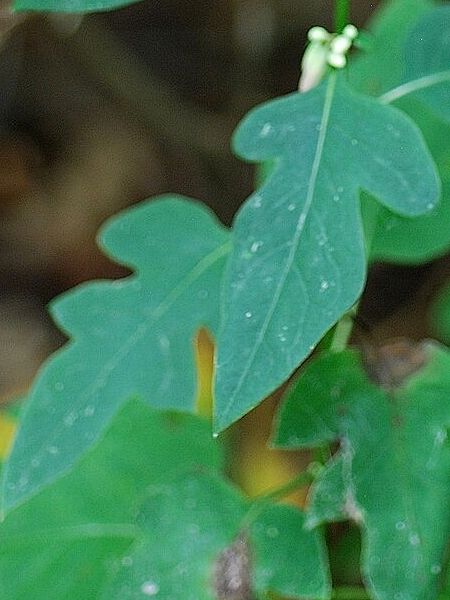 Image of Nabalus albus