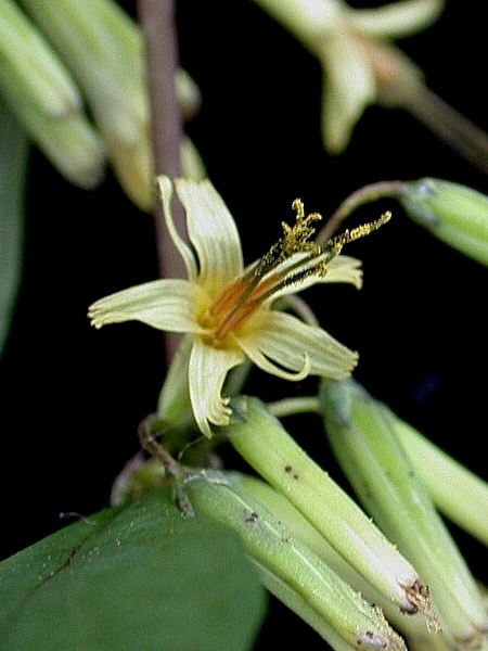 Image of Nabalus altissimus