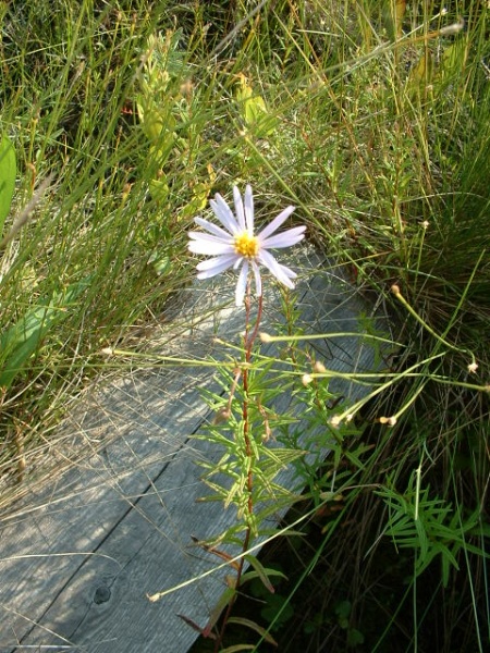 Image of Oclemena nemoralis