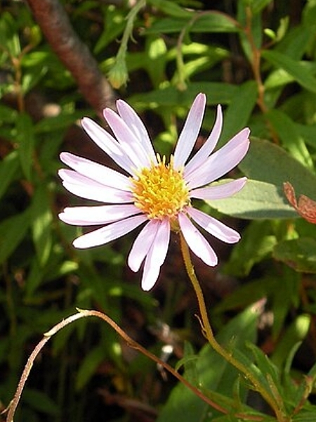 Image of Oclemena nemoralis