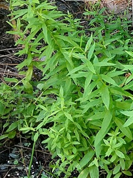 Image of Oclemena nemoralis