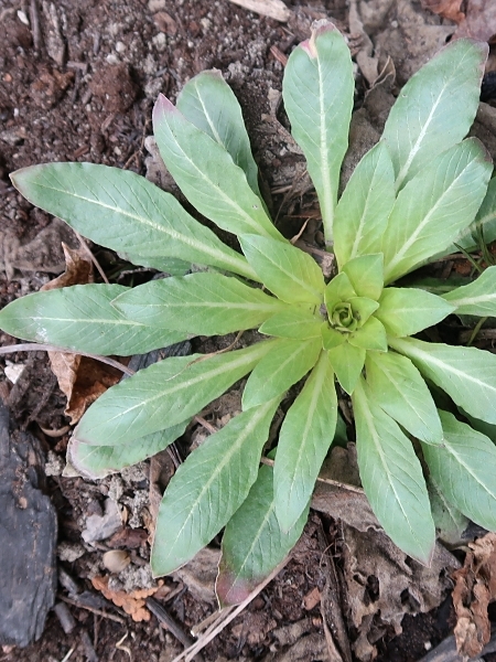 Image of Oenothera biennis