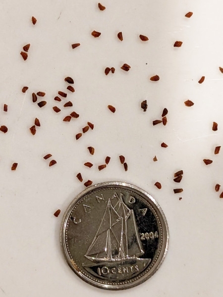 Image of Oenothera biennis