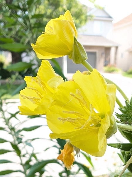 Image of Oenothera biennis