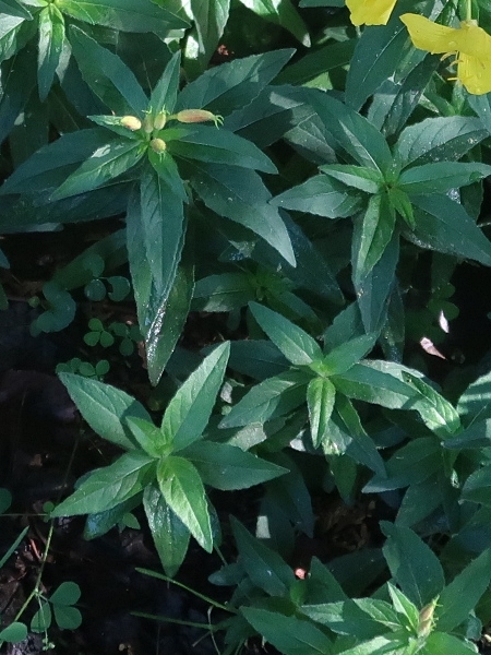 Image of Oenothera fruticosa