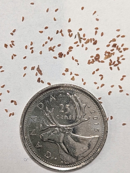 Image of Oenothera fruticosa