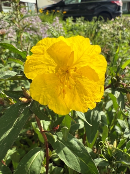 Image of Oenothera fruticosa