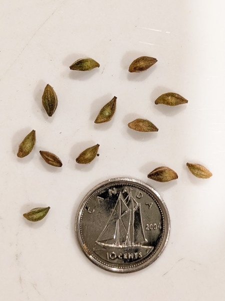 Image of Oenothera gaura
