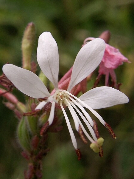 Image of Oenothera gaura