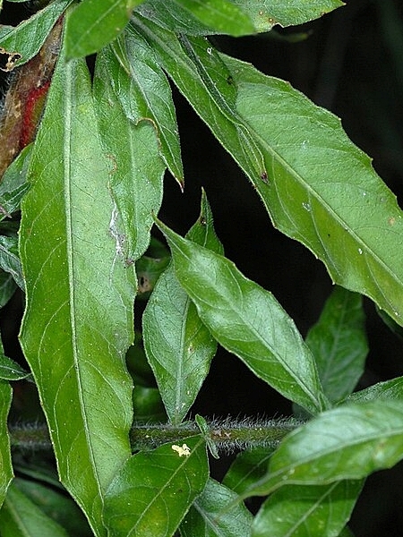 Image of Oenothera gaura