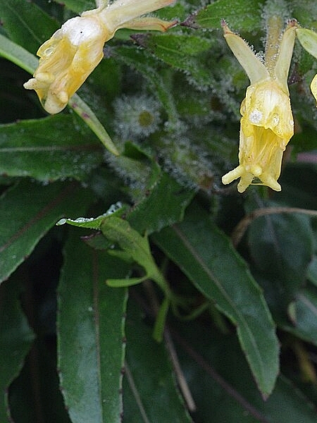Image of Oenothera parviflora