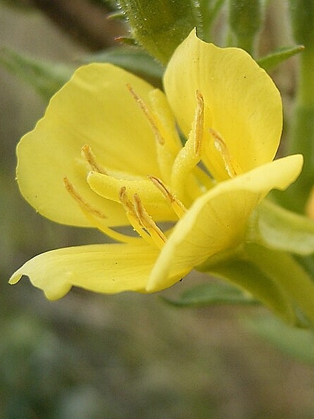 Image of Oenothera parviflora