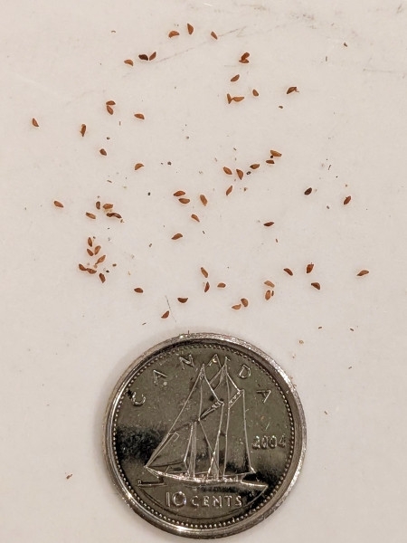 Image of Oenothera perennis