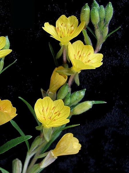 Image of Oenothera perennis