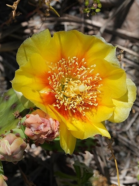 Image of Opuntia cespitosa