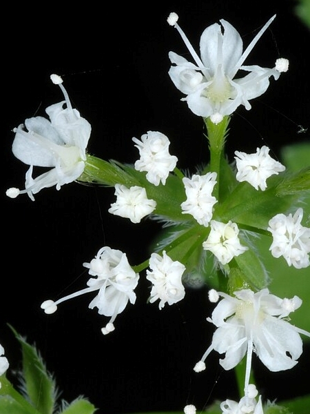 Image of Osmorhiza longistylis