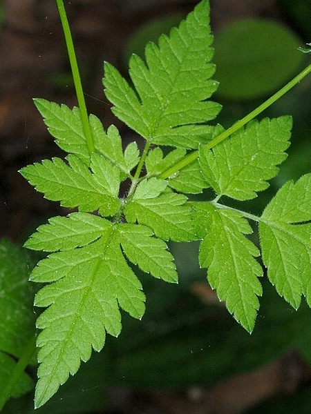 Image of Osmorhiza longistylis