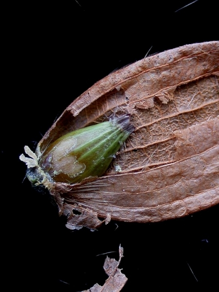Image of Ostrya virginiana