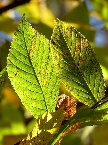 Image of Ostrya virginiana